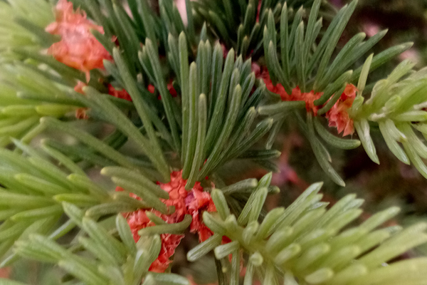 Adenanthos Sericus Dwarf - Woolley Bush