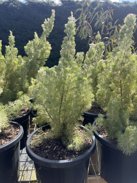 adenanthos silver sensation	Native, Tree

