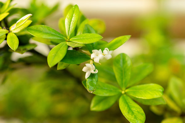 alyxia-buxifolia-sea-box	Native, Shrub


