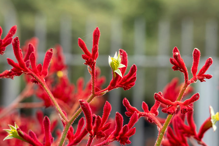 anigozanthos bush bonanza kangaroo paw	Native, Shrub
