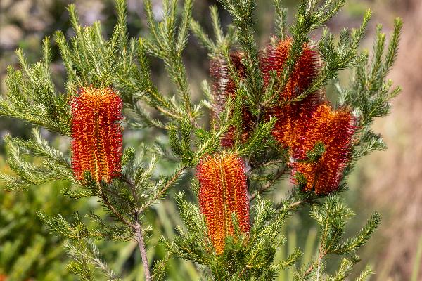 banksia ericifolia	Native, Tree
