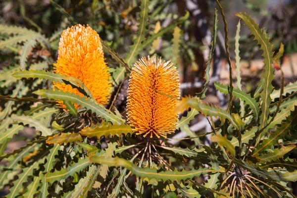 banksia paludosa	Native, Tree
