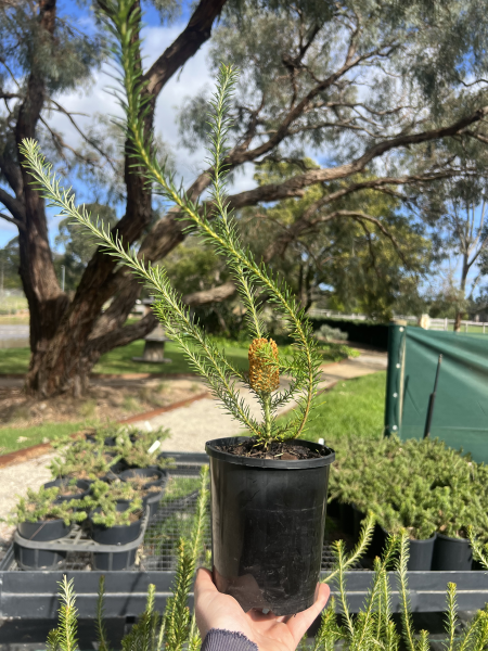 banksia ericifolia	Native, Tree
