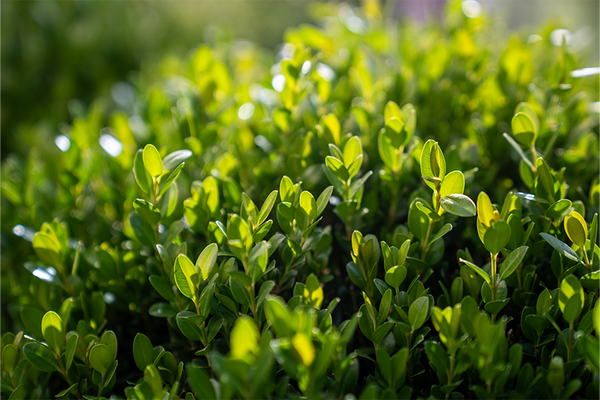 buxus microphylla japonica japanese box

