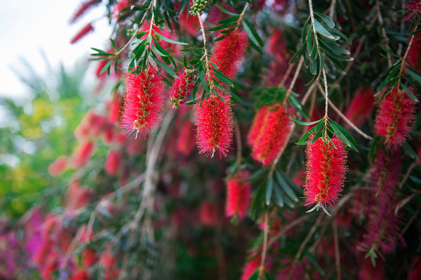 callistemon kings park special bottlebrush	Native, Tree
