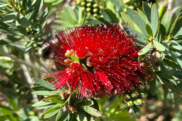 callistemon little john	Native, Shrub
