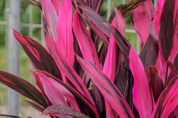 cordyline banksii electric pink	Non-Native, Shrub
