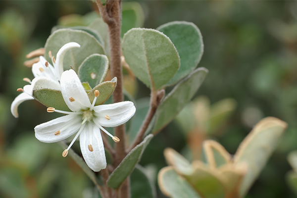 correa alba	Native, Shrub
