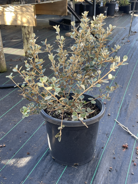 correa alba	Native, Shrub
