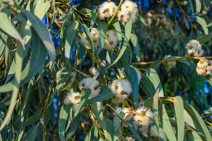 corymbia citriodora lemon scented gum	Native, Tree
