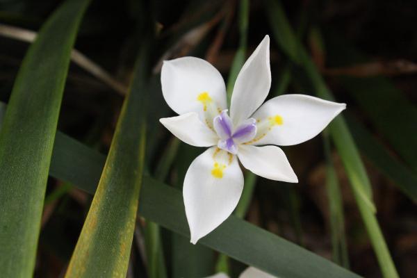 dietes iridioides white tiger	Non-Native, Shrub
