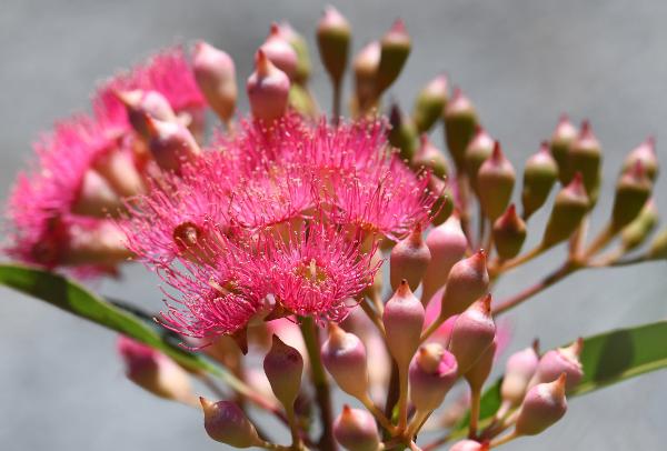 eucalyptus sideroxylon rosea ironbark	Native, Tree
