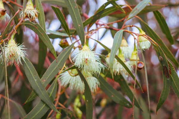 eucalyptus viminalis managum	Native, Tree
