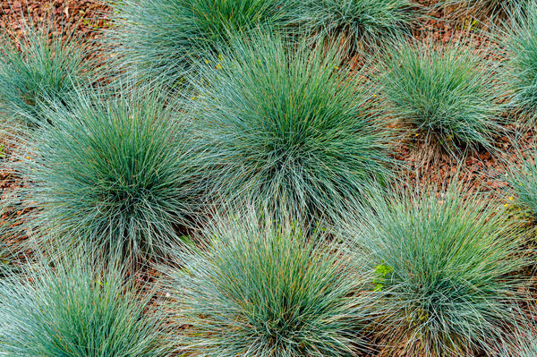 festuca glauca blue grass	Grass, Non-Native
