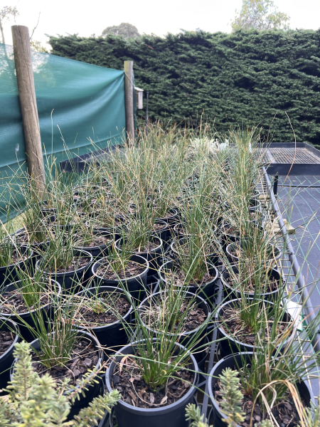 ficinia nodosa knobby club rush	Grass, Native
