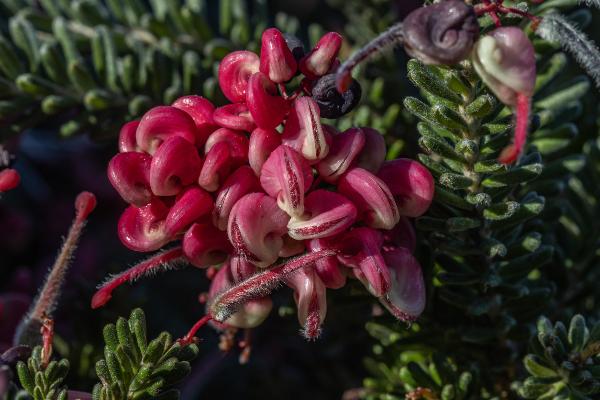 grevillia lanigera mt tamboritha	Native, Shrub
