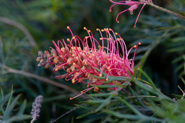 grevillia superb tissue culture	Native, Tree
