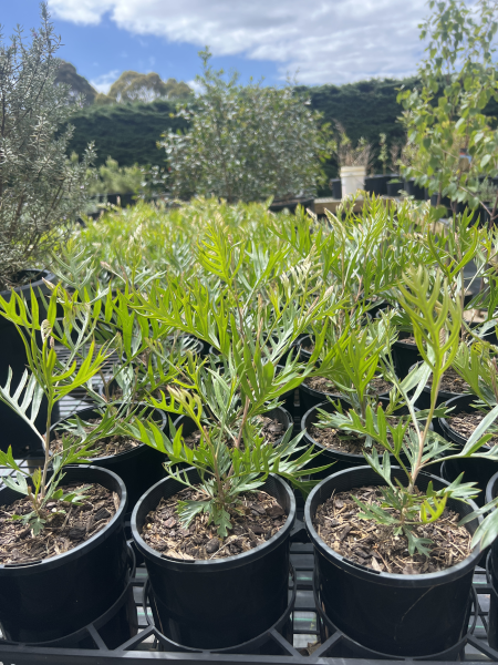 grevillia superb tissue culture	Native, Tree
