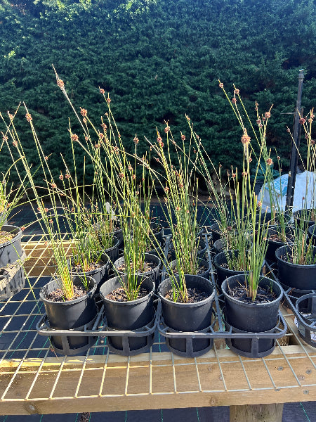 ficinia nodosa knobby club rush	Grass, Native