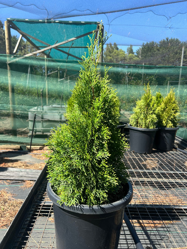 thuja occidentalis smaragd	Native, Tree