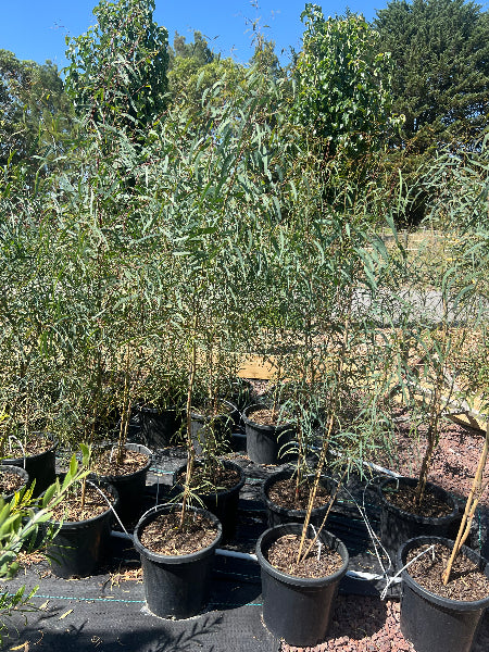 eucalyptus sideroxylon rosea ironbark	Native, Tree