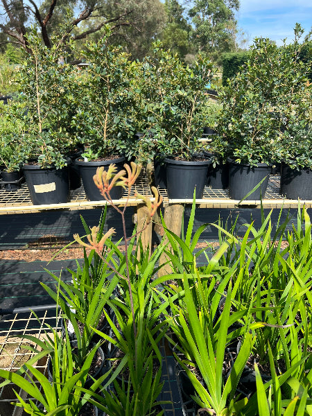 anigozanthos bush bonanza kangaroo paw	Native, Shrub
