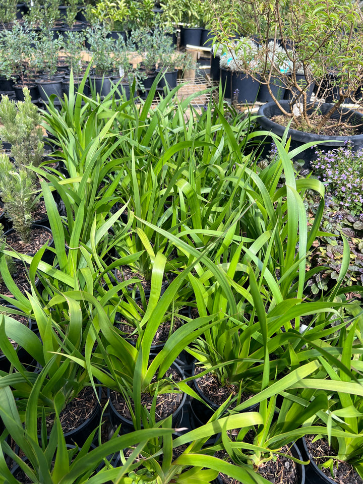 anigozanthos flavidus yellow green kangaroo paw
