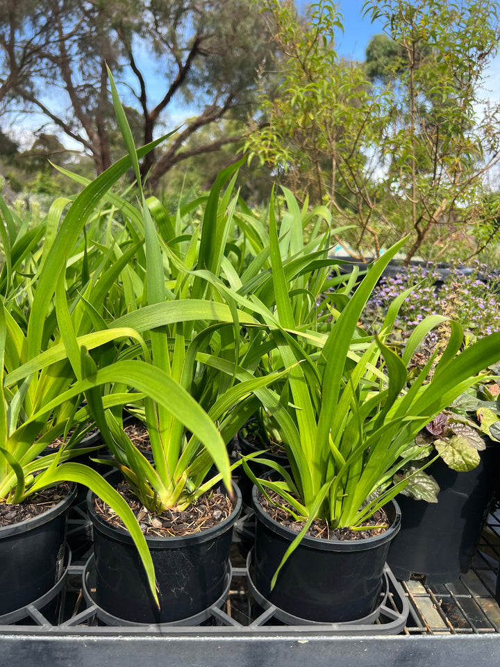 anigozanthos flavidus yellow green kangaroo paw
