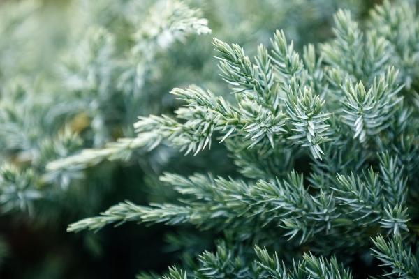 juniperus conferta	Groundcover, Non-Native
