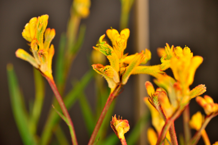 anigozanthos flavidus yellow green kangaroo paw
