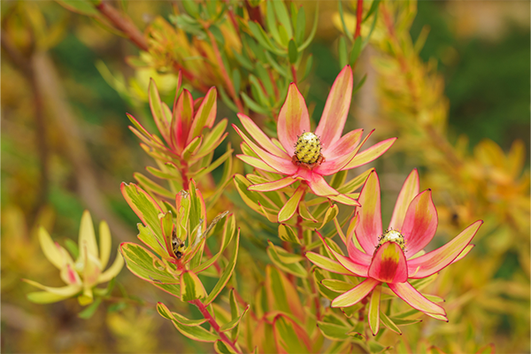 leucadendron jack harre	Non-Native, Tree
