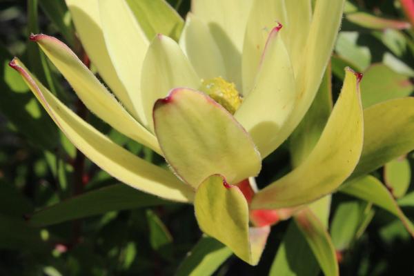 leucadendron golden mitre	Non-Native, Tree
