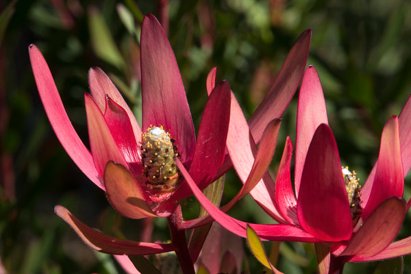 leucadendron salignum fireglow	Non-Native, Tree
