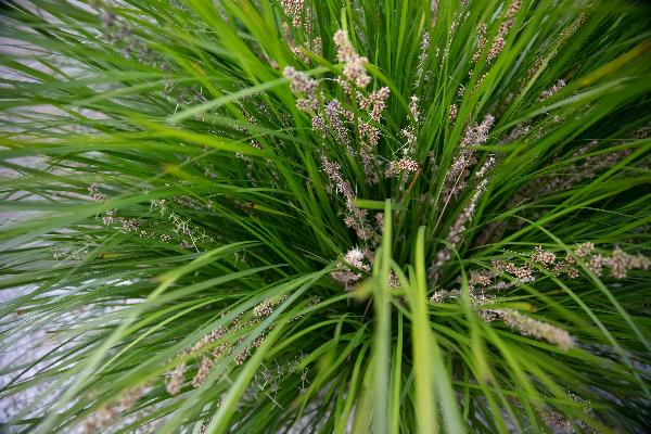 lomandra longifolia	Grass, Native
