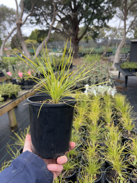 lomandra confertifolia little con	Grass, Native
