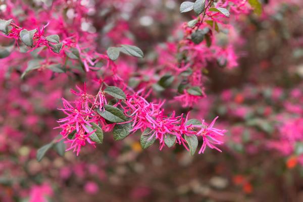 loropetalum chinese china pink	Native, Shrub

