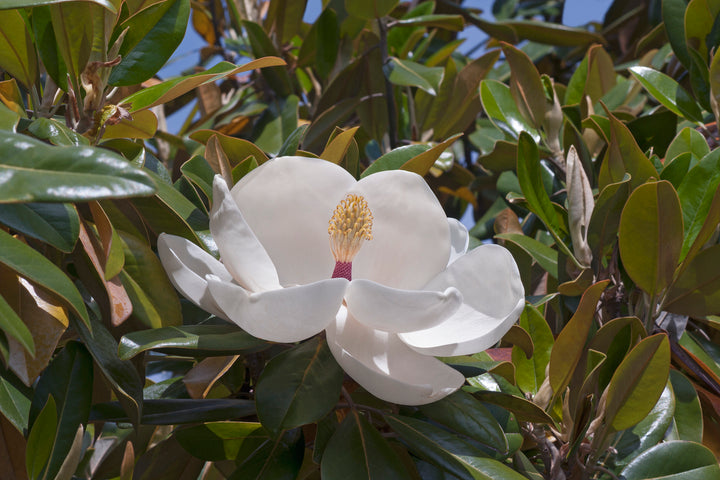 magnolia grandiflora exmouth	Non-Native, Tree
