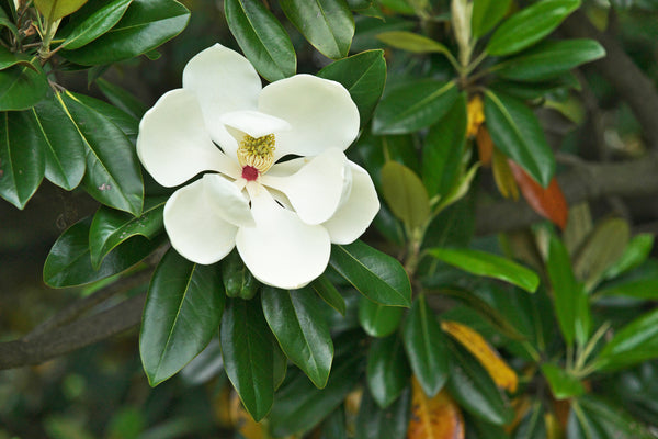 magnolia grandiflora teddy bear	Non-Native, Tree
