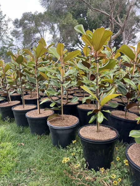 magnolia grandiflora teddy bear	Non-Native, Tree
