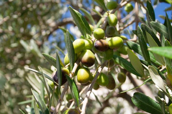 olive olea europaea kalamata	Non-Native, Tree
