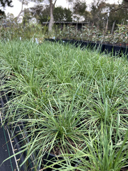 poa labillardieri	Grass, Native
