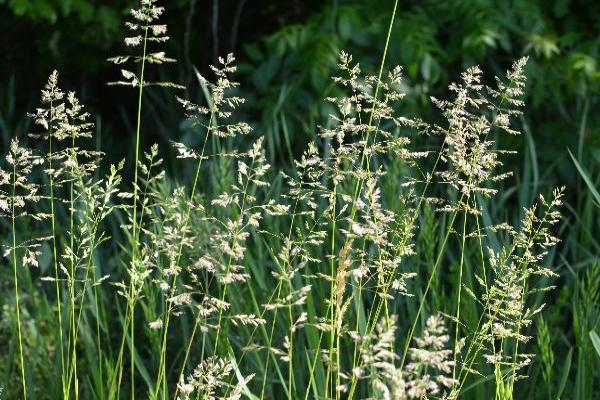 poa labillardieri	Grass, Native
