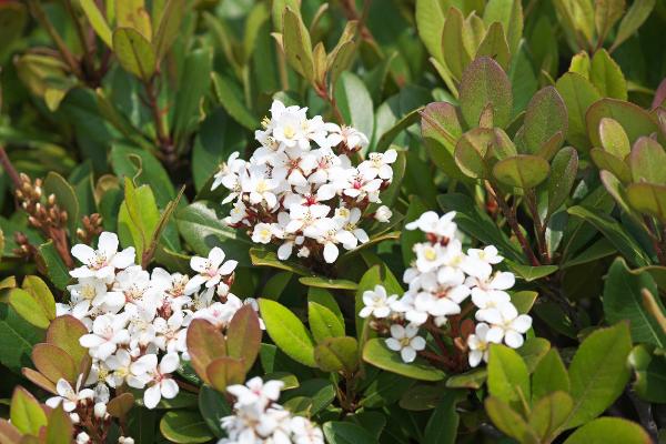 rhaphiolepis indica oriental pearl	Non-Native, Shrub
