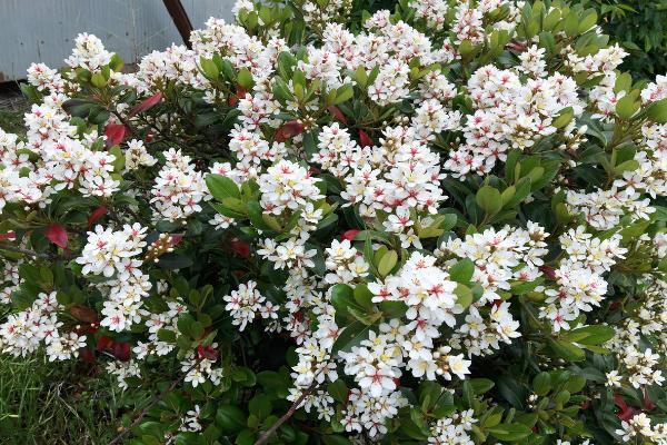 rhaphiolepis indica snow maiden	Non-Native, Shrub
