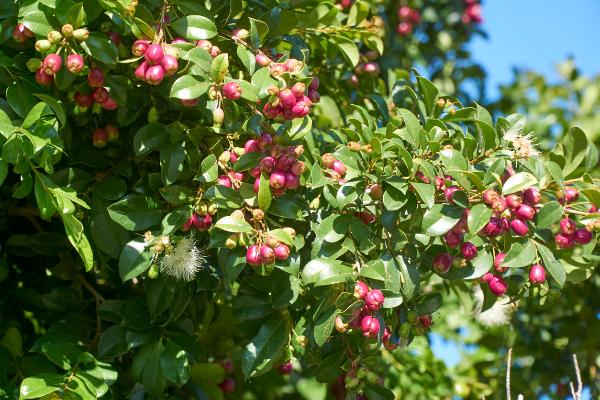 syzygium australe resilience	Native, Tree
