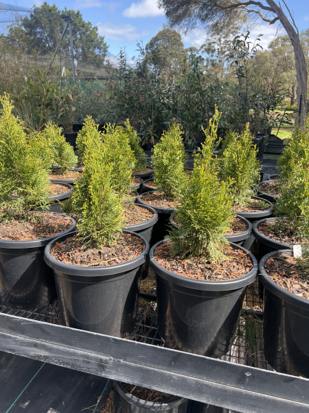 thuja occidentalis smaragd	Native, Tree
