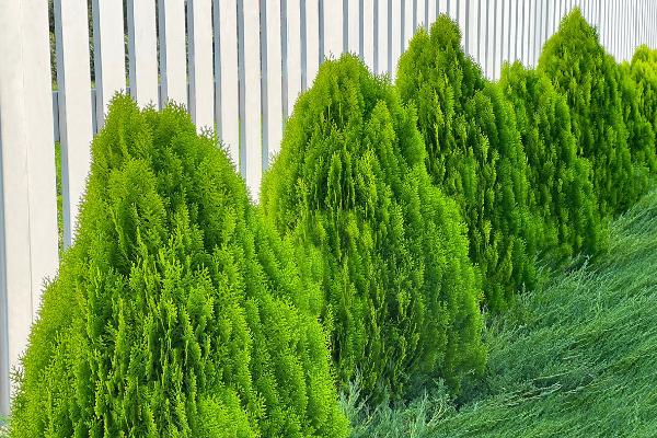 thuja occidentalis smaragd	Native, Tree
