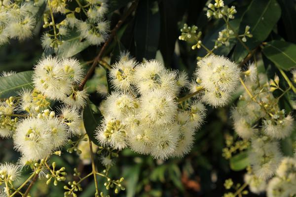 waterhousia floribunda weeping lilly pilly	Native, Tree
