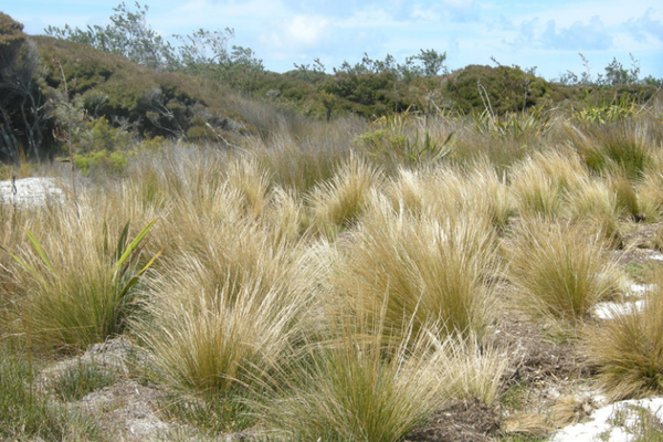 Austrostipa stipoides - Coast Spear Grass