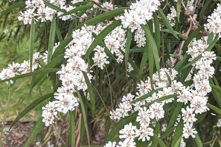 agonis flexuosa willow myrtle
